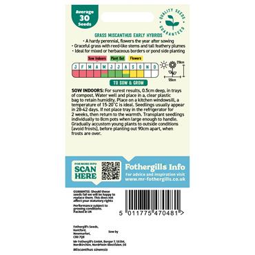 GRASS SILVER GRASS (MISCANTHUS) EARLY HYBRIDS