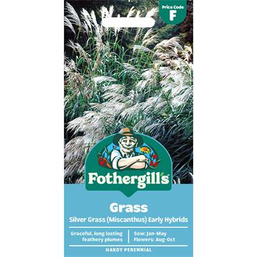 GRASS SILVER GRASS (MISCANTHUS) EARLY HYBRIDS