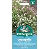 GYPSOPHILA COTTON CANDY MIX