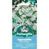 GYPSOPHILA MONARCH WHITE