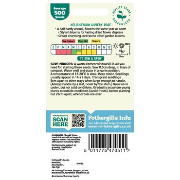 HELICHRYSUM SILVERY ROSE