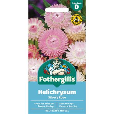 HELICHRYSUM SILVERY ROSE