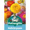 HELICHRYSUM STRAWFLOWER MIX