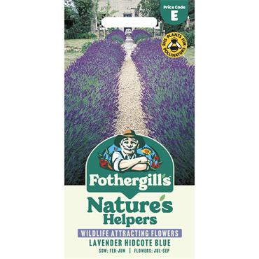 LAVENDER HIDCOTE BLUE