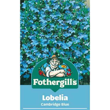 LOBELIA (TRAILING) CAMBRIDGE BLUE