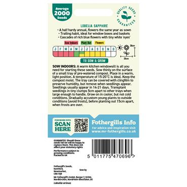 LOBELIA (TRAILING) SAPPHIRE