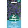 LOBELIA (TRAILING) SAPPHIRE