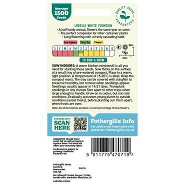 LOBELIA (TRAILING) WHITE FOUNTAIN