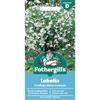 LOBELIA (TRAILING) WHITE FOUNTAIN