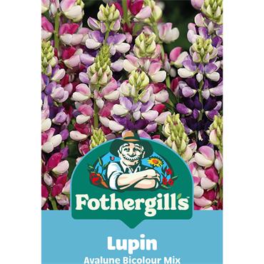 LUPIN AVALUNE BICOLOUR MIX