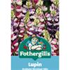 LUPIN AVALUNE BICOLOUR MIX