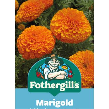 MARIGOLD ORANGE BEAST F1