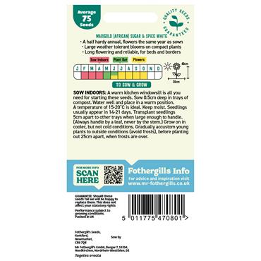 MARIGOLD SUGAR & SPICE WHITE