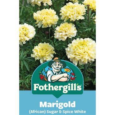 MARIGOLD SUGAR & SPICE WHITE