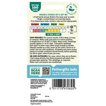 MARIGOLD (FRENCH) BOY-O-BOY MIX