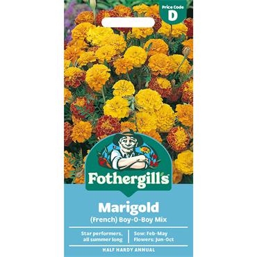MARIGOLD (FRENCH) BOY-O-BOY MIX