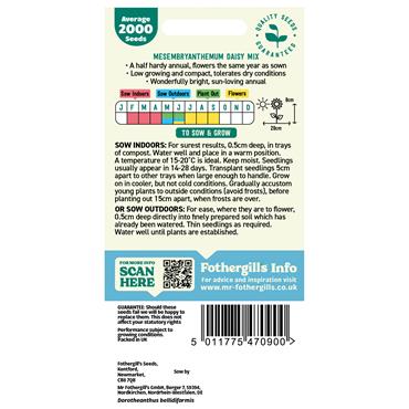 MESEMBRYANTHEMUM LIVINGSTONE DAISY MIX