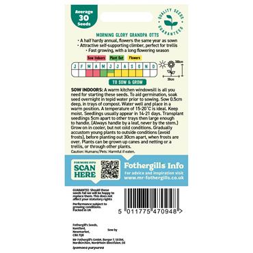 MORNING GLORY GRANDPA OTTS