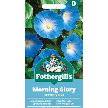 MORNING GLORY HEAVENLY BLUE