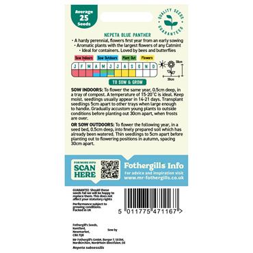 NEPETA BLUE PANTHER
