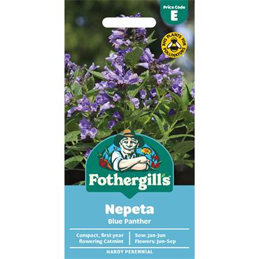 NEPETA BLUE PANTHER