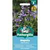 NEPETA BLUE PANTHER