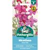 NICOTIANA SIRIUS PINK