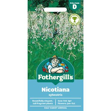 NICOTIANA SYLVESTRIS