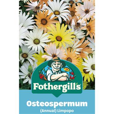 OSTEOSPERMUM (ANNUAL) LIMPOPO