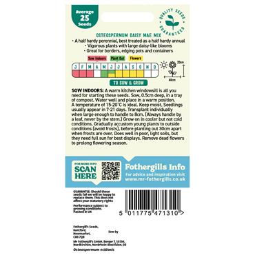OSTEOSPERMUM DAISY MAE MIX
