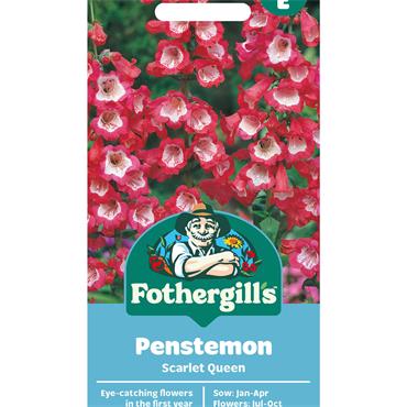 PENSTEMON SCARLET QUEEN