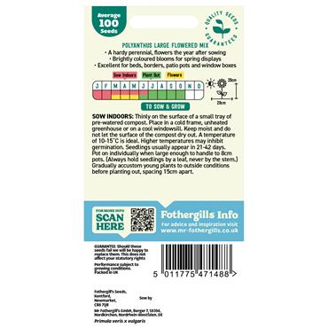 POLYANTHUS LARGE FLOWERED