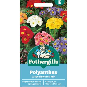 POLYANTHUS LARGE FLOWERED