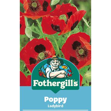 POPPY LADYBIRD