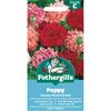 POPPY PAEONY FLOWERED MIX