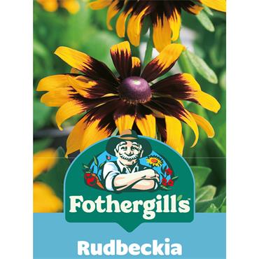 RUDBECKIA ARIES