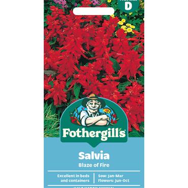 SALVIA BLAZE OF FIRE