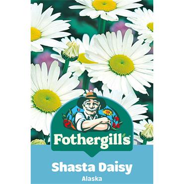 SHASTA DAISY ALASKA