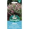 SILENE SIBELLA MIX (TRAILING)