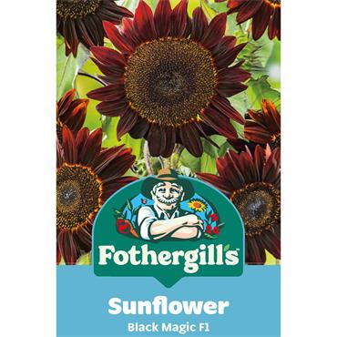 SUNFLOWER BLACK MAGIC F1