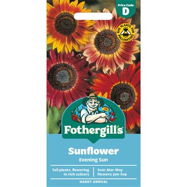 SUNFLOWER EVENING SUN