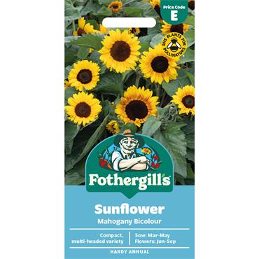 SUNFLOWER MAHOGANY BICOLOUR