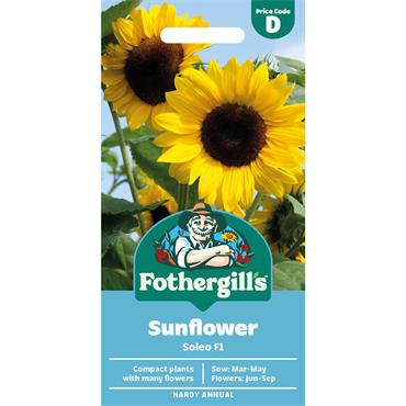 SUNFLOWER SOLEO F1