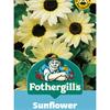 SUNFLOWER VANILLA ICE