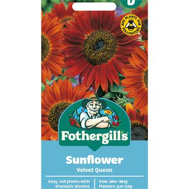 SUNFLOWER VELVET QUEEN