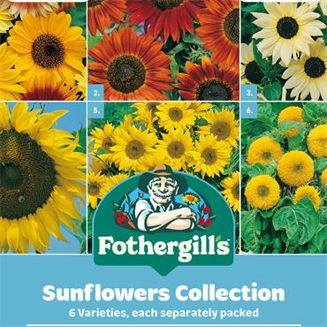 SUNFLOWERS COLLECTION