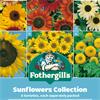 SUNFLOWERS COLLECTION