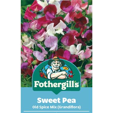 SWEET PEA OLD SPICE MIX (GRANDIFLORA)