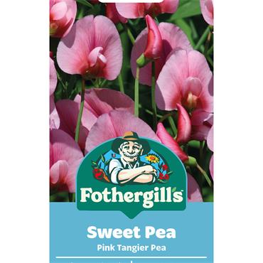 SWEET PEA PINK TANGIER PEA