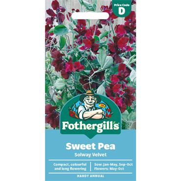 SWEET PEA SOLWAY VELVET